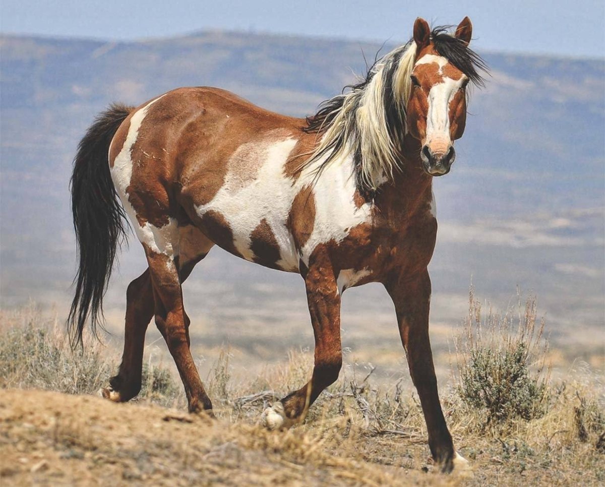 Есть ли в Дагестане порода Мустанг