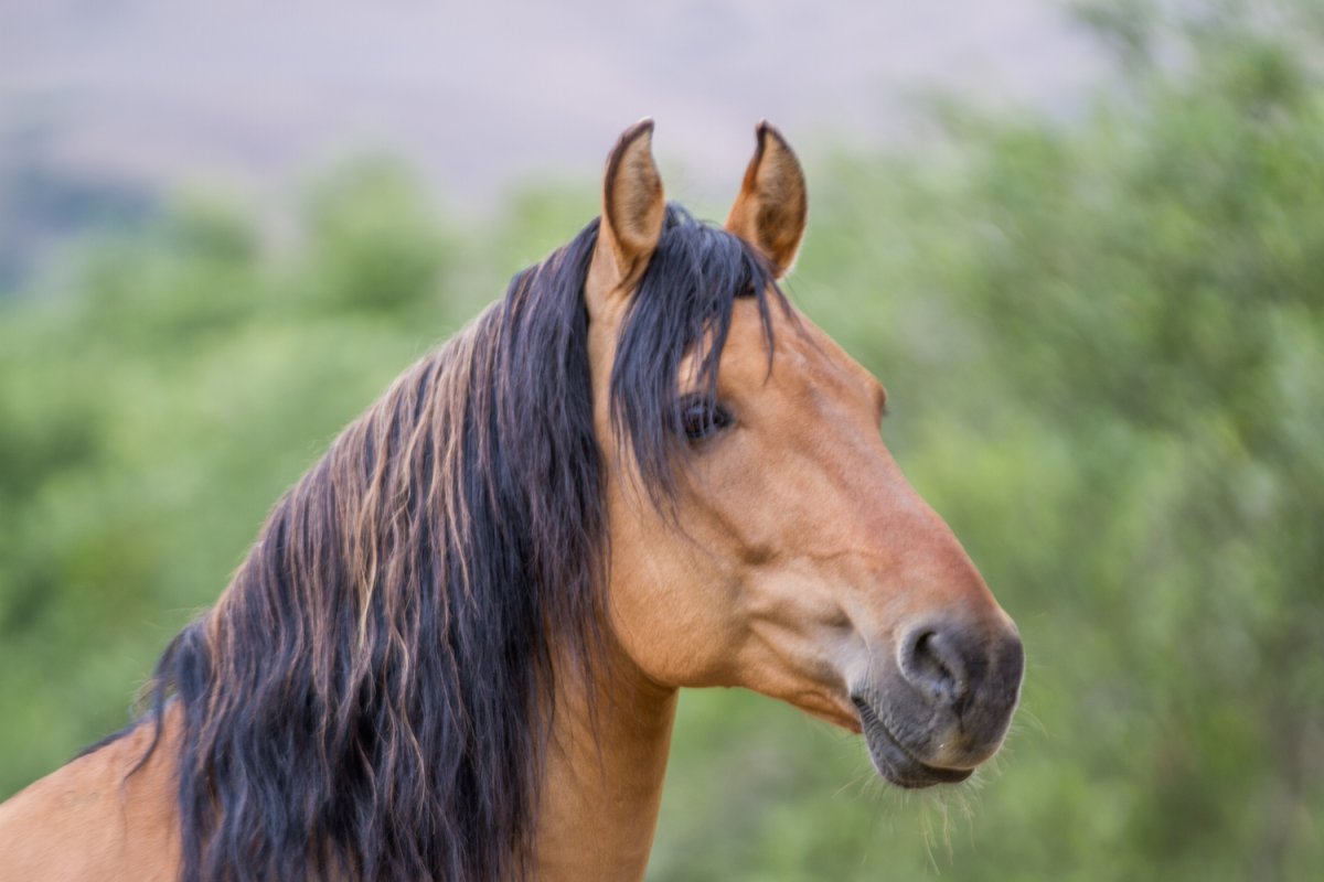 Лошади породы Кигер Мустанг