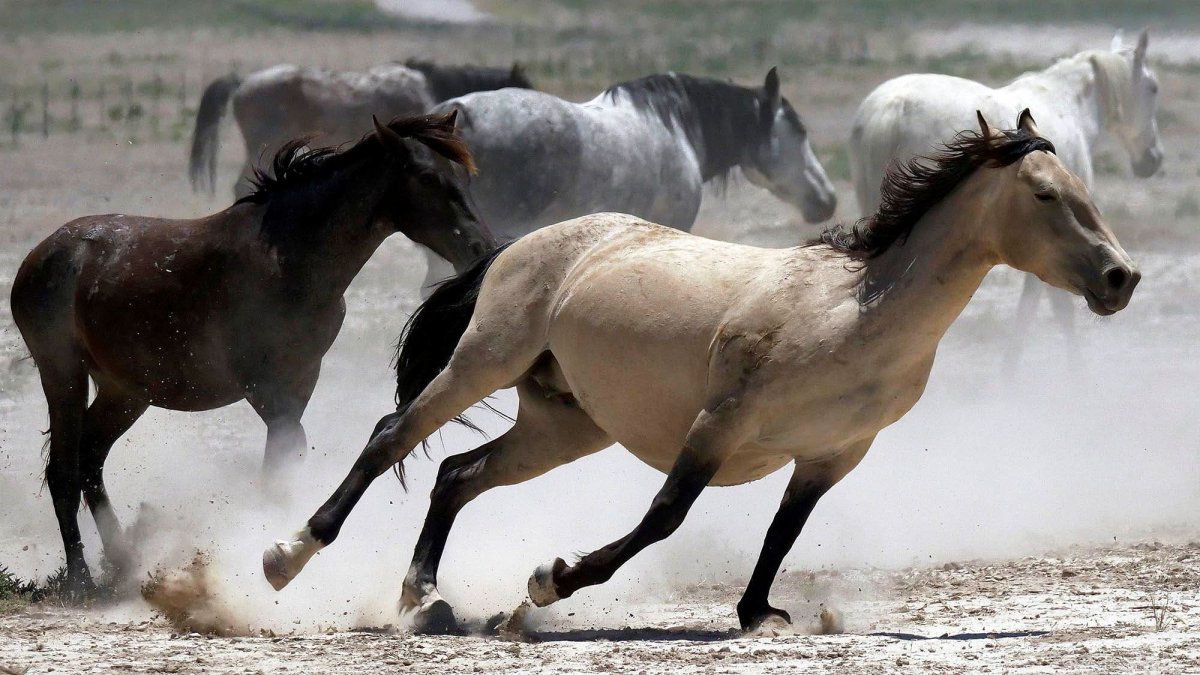 Дикие лошади Америки