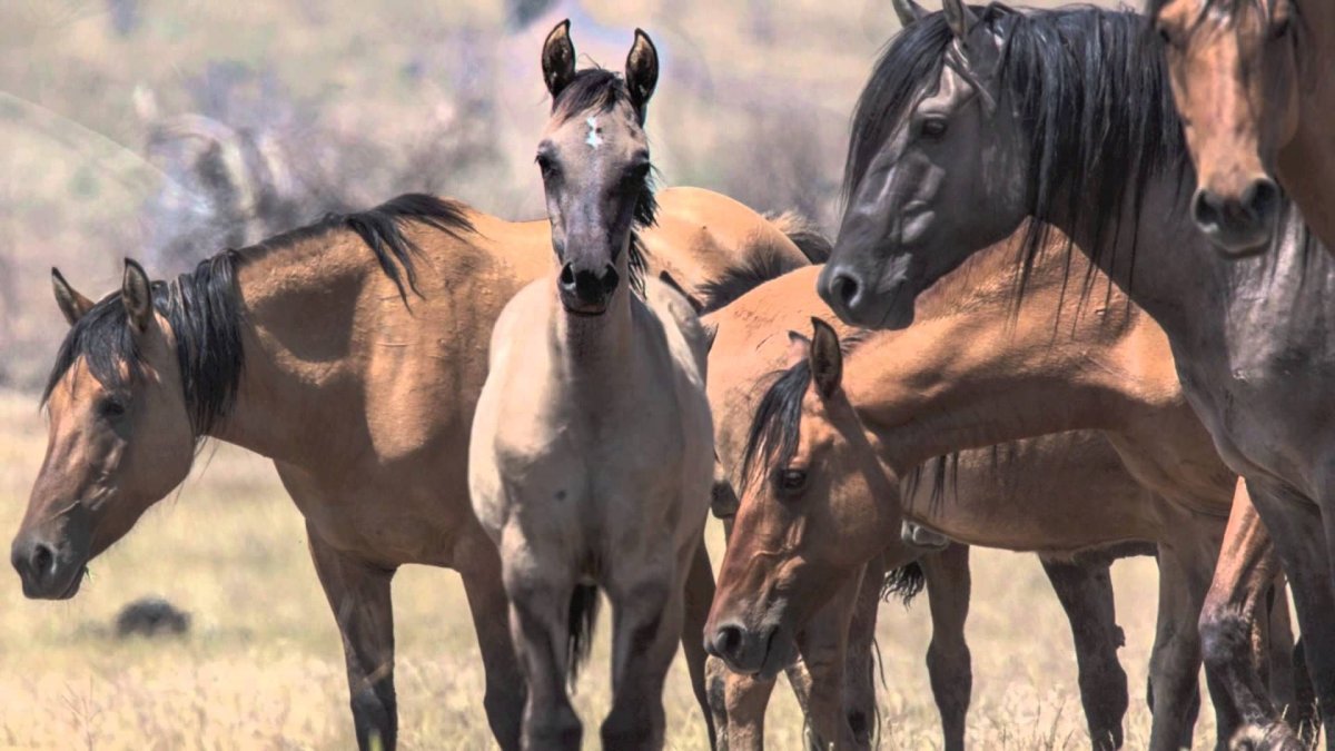 Дерущийся Кигер-Мустанг