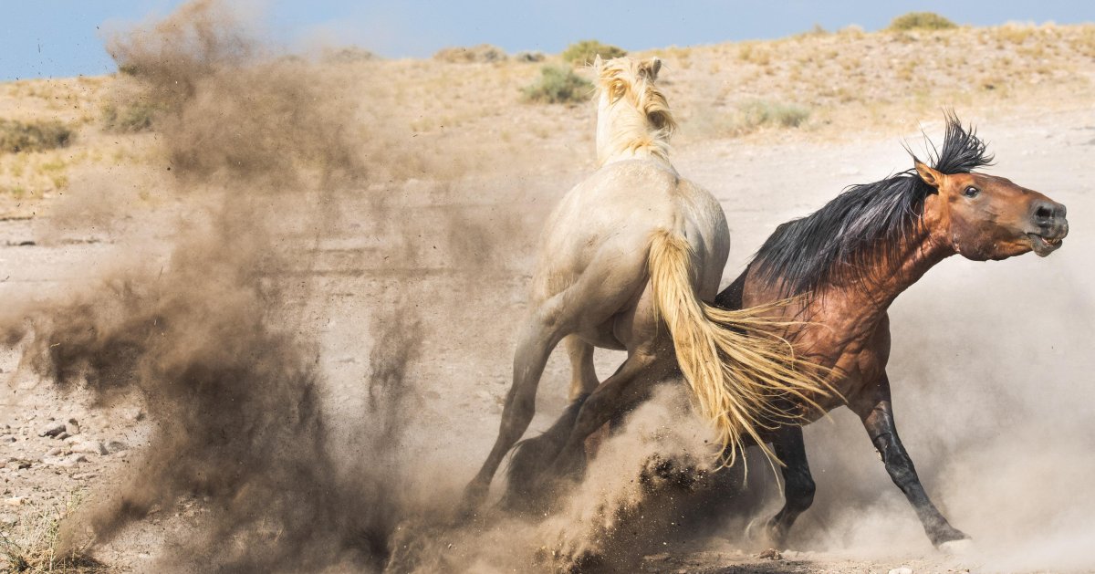 Лошади дерутся