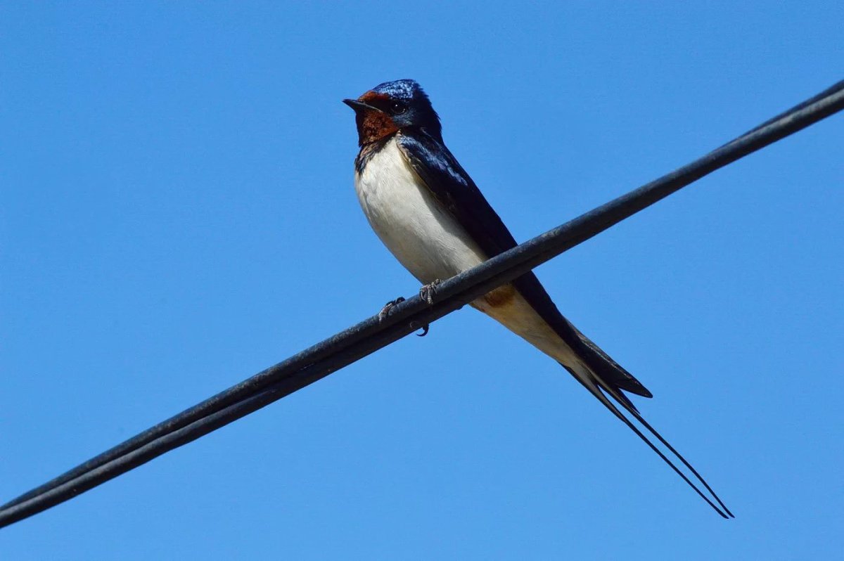 Деревенская Ласточка Касатка