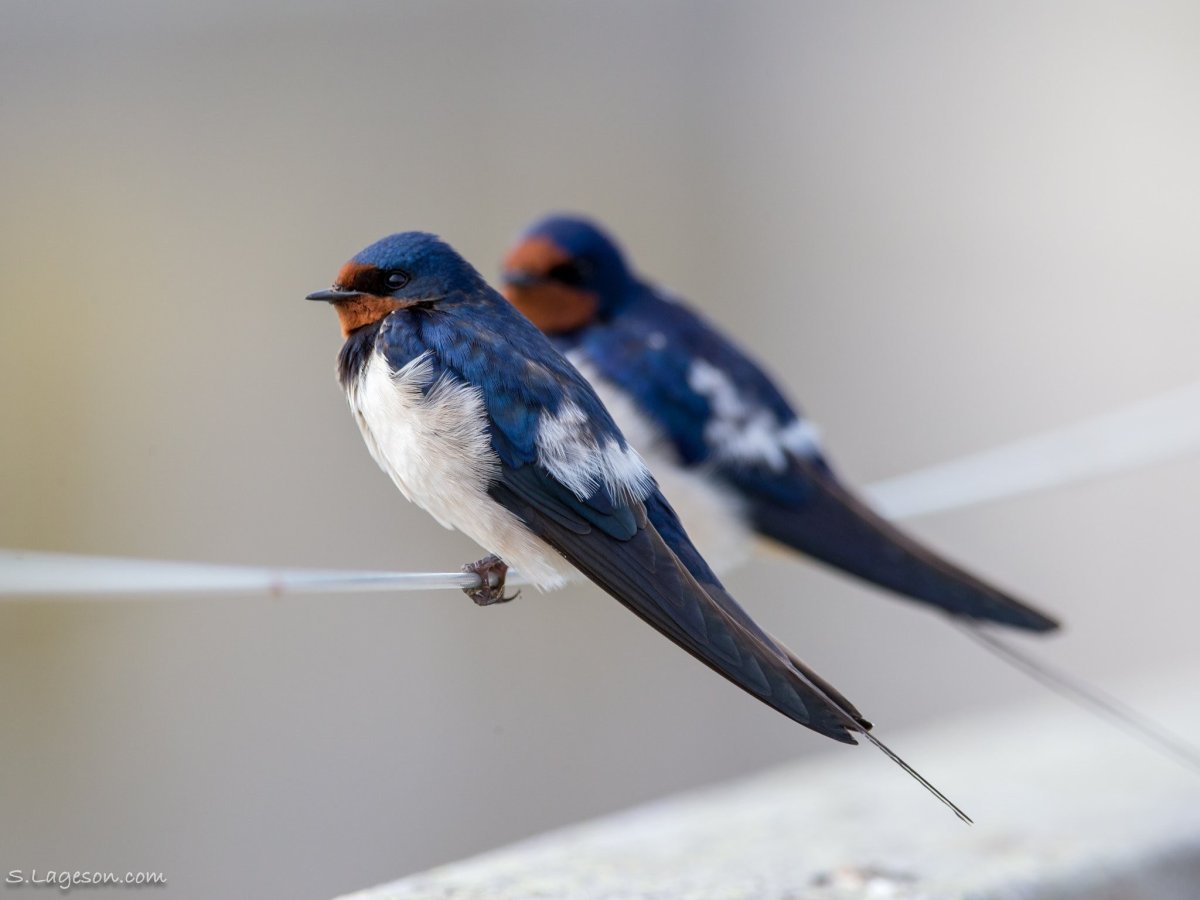 Диморфизм ласточек в природе
