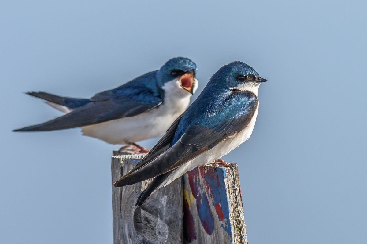 Голубая Ласточка