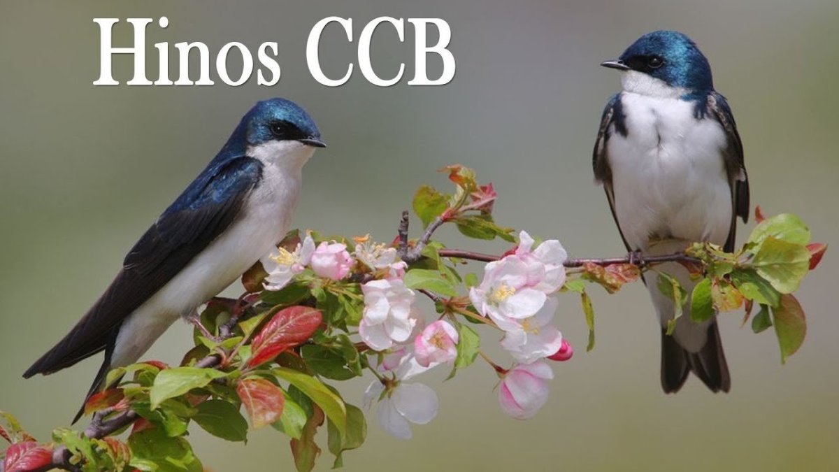 Птицы весной