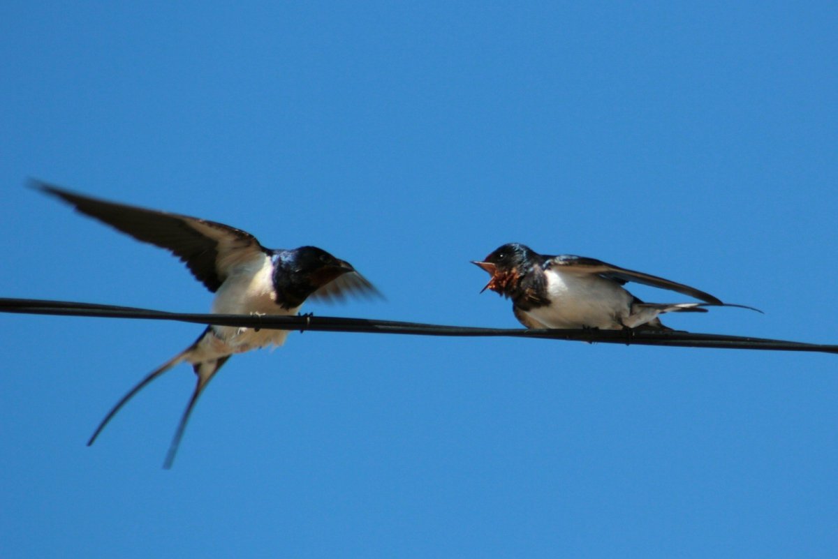 Ласточка городская Перелетная птица