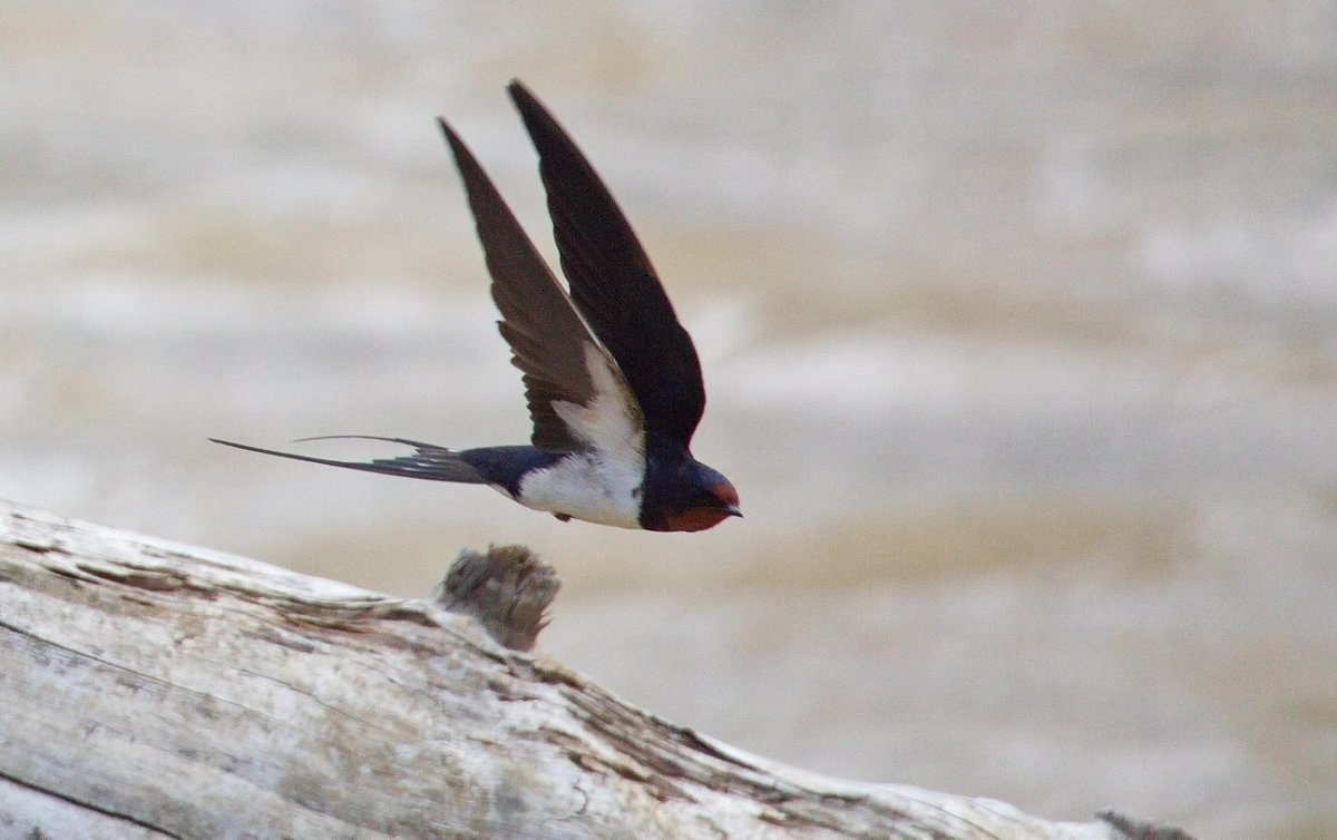 Ласточка Сибирская птица фото