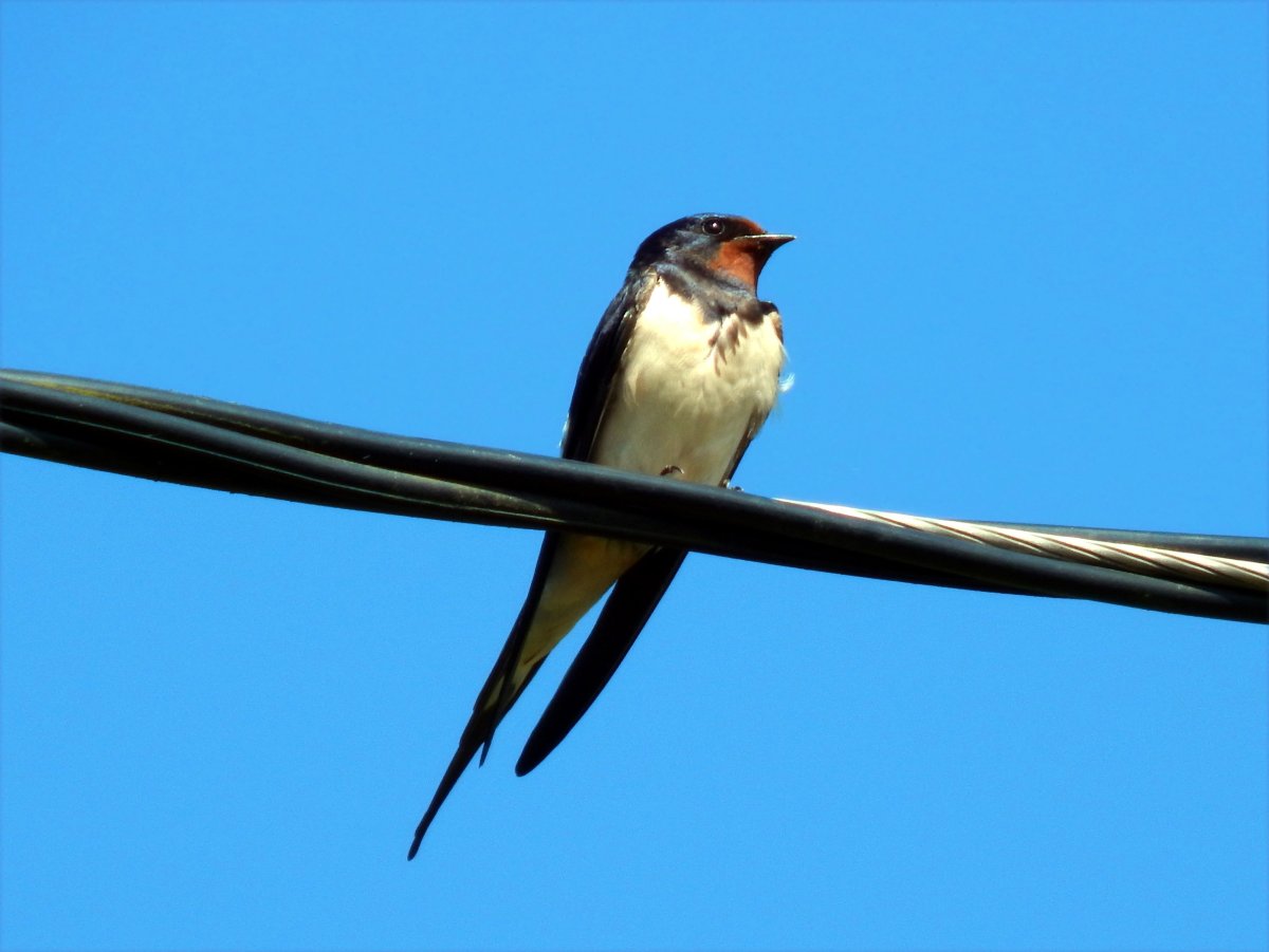 Ласточка картинка