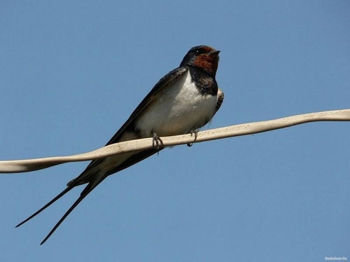 Ласточка Перелетная птица