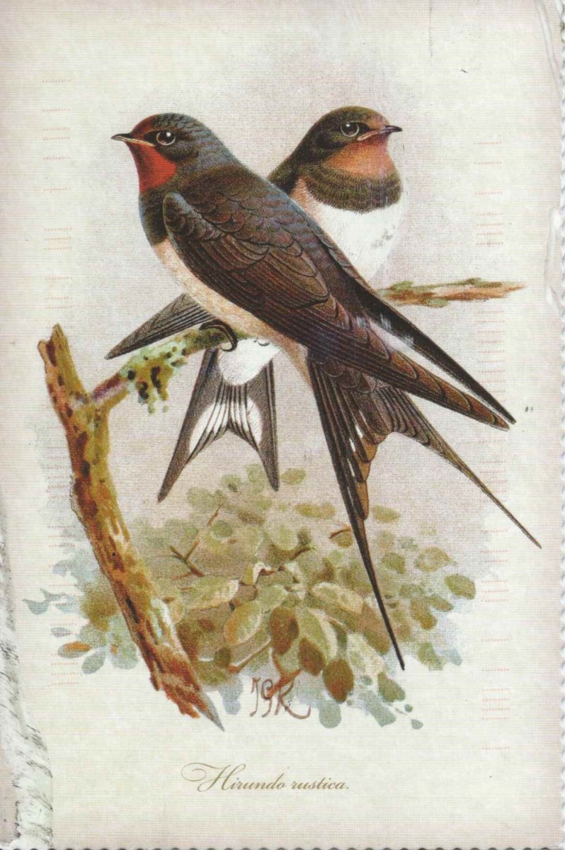 Две ласточки