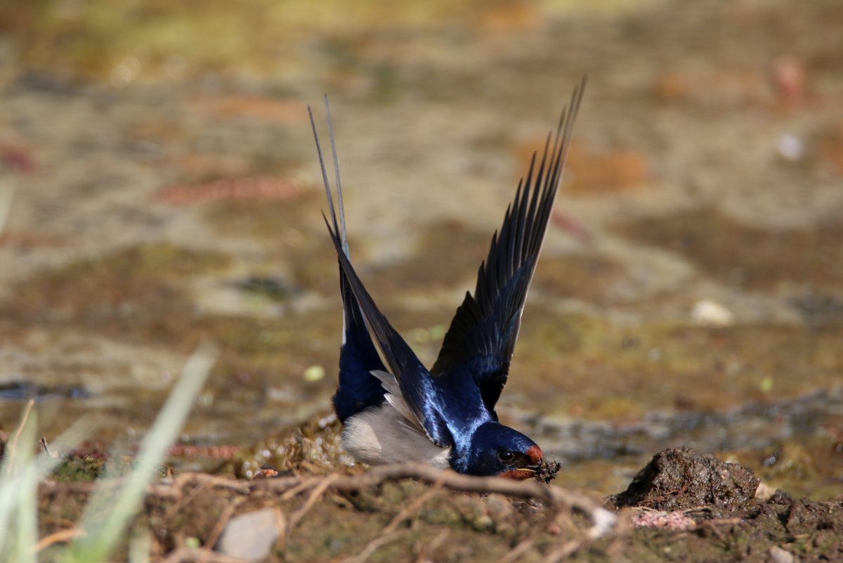 Даурская Ласточка