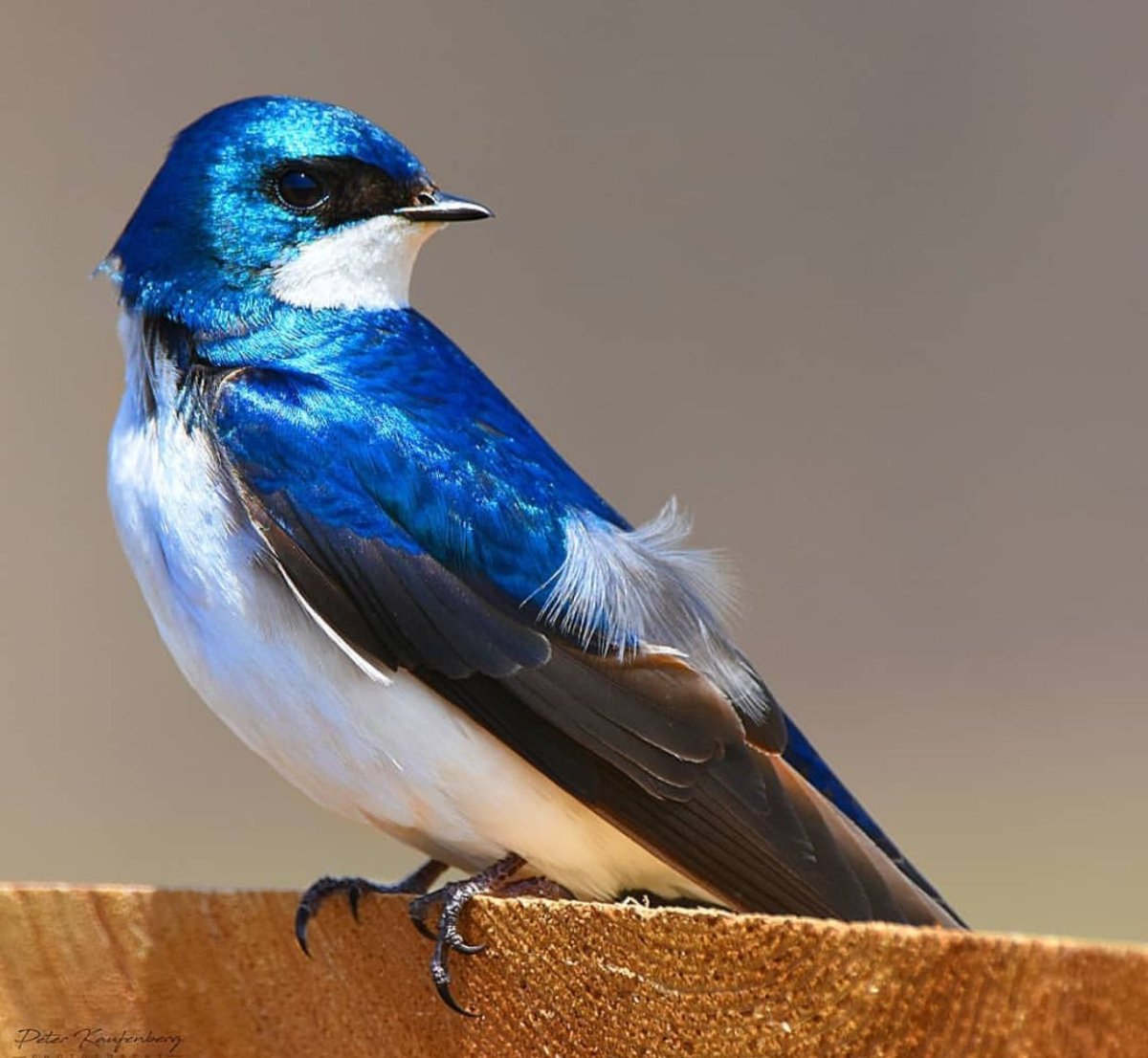 Древесная американская Ласточка