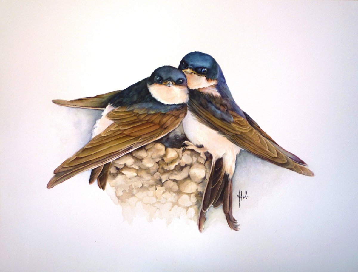 Ласточка акварель