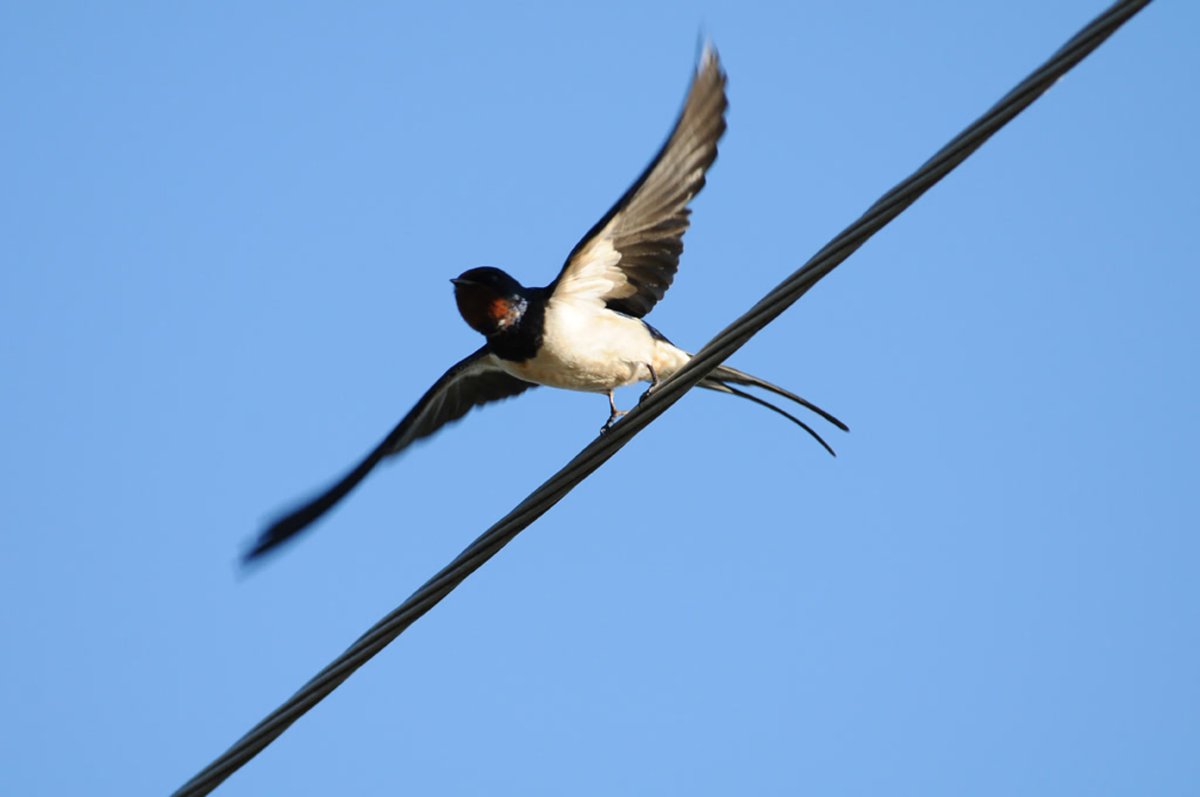 Ласточка Касатка