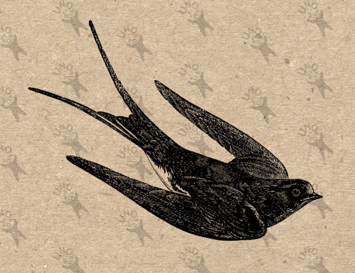 Египетская Ласточка