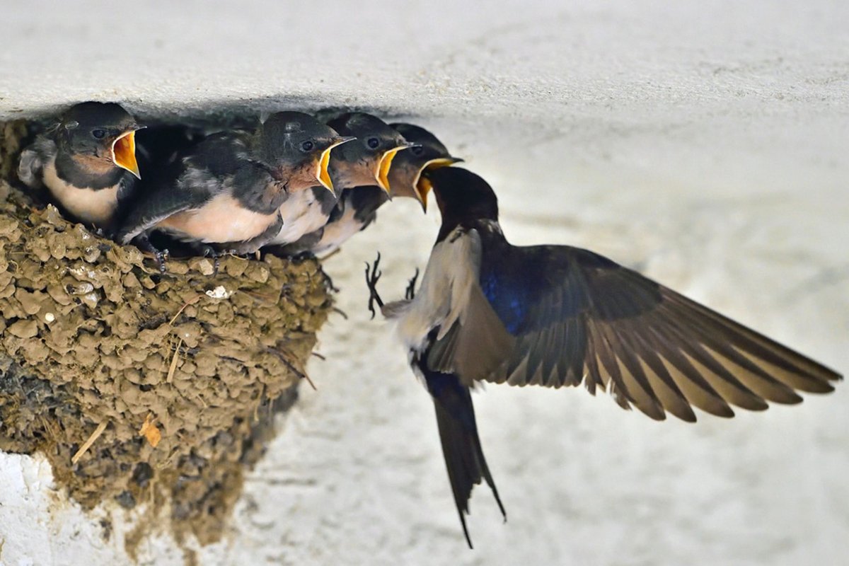 Swallow Return from