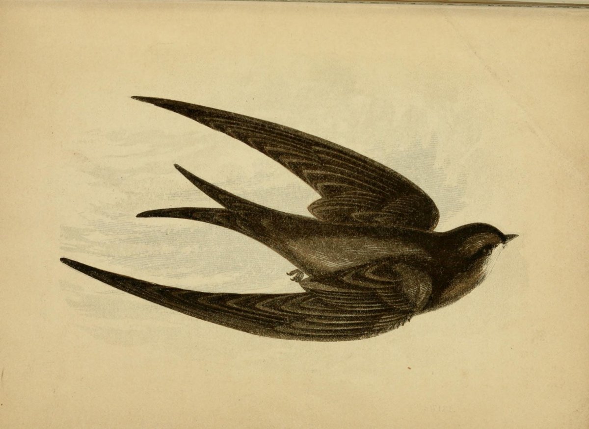 Ласточка в изобразительном искусстве