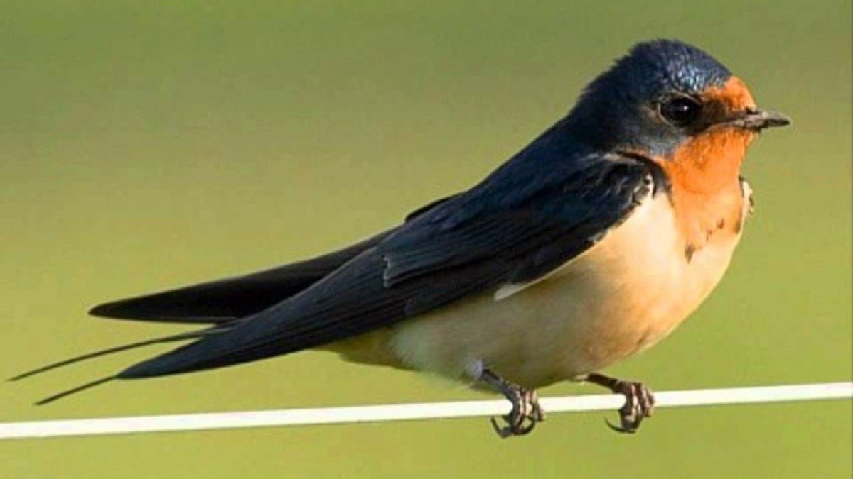 Ласточки чирикают