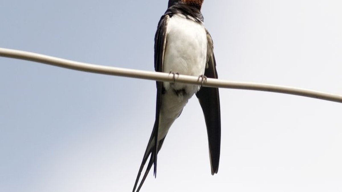 Ласточка щебечет