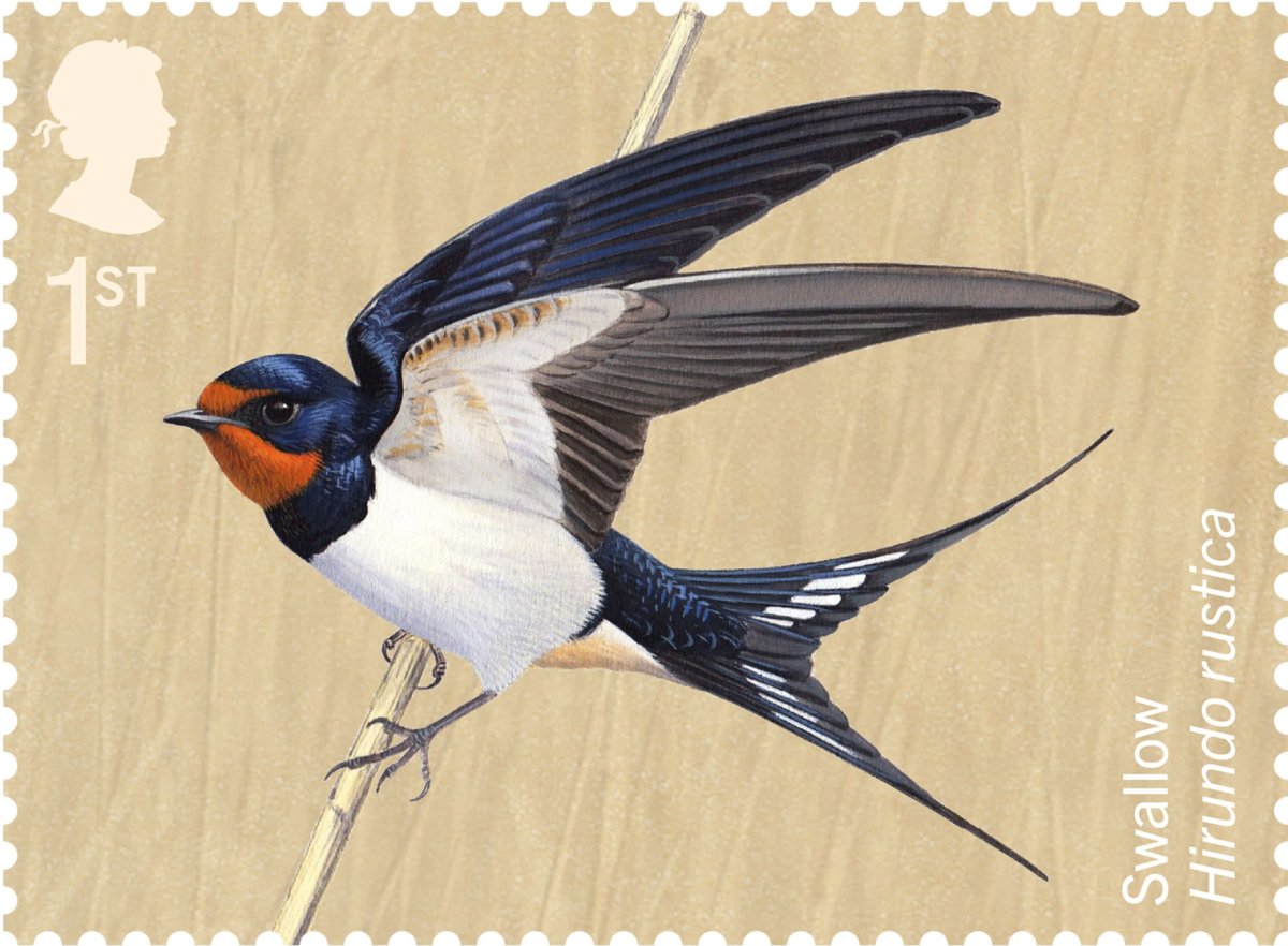 Ласточка в полете
