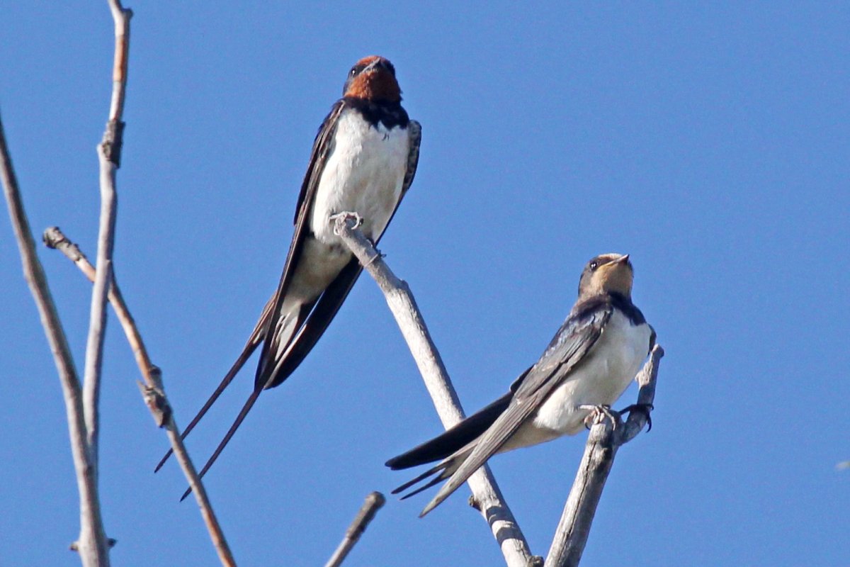 Деревенская Ласточка – Hirundo Rustica