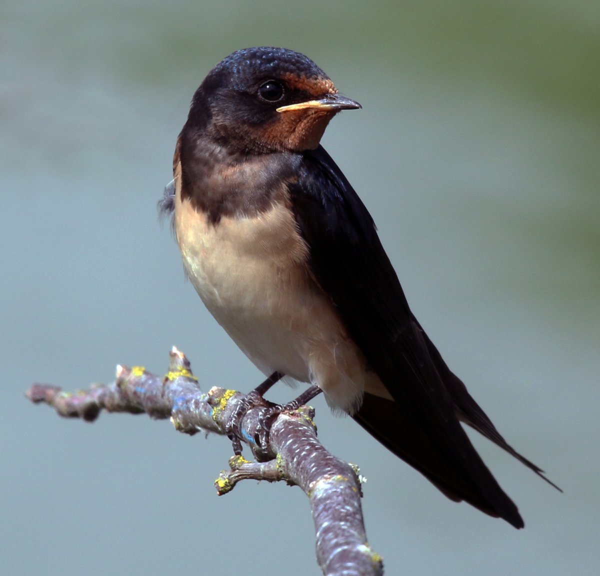 Калдиргоч куш расми