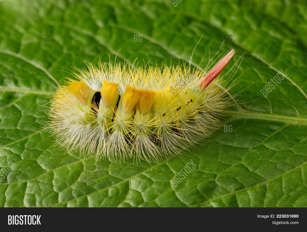 Гусеница hairy Caterpillar Yellow