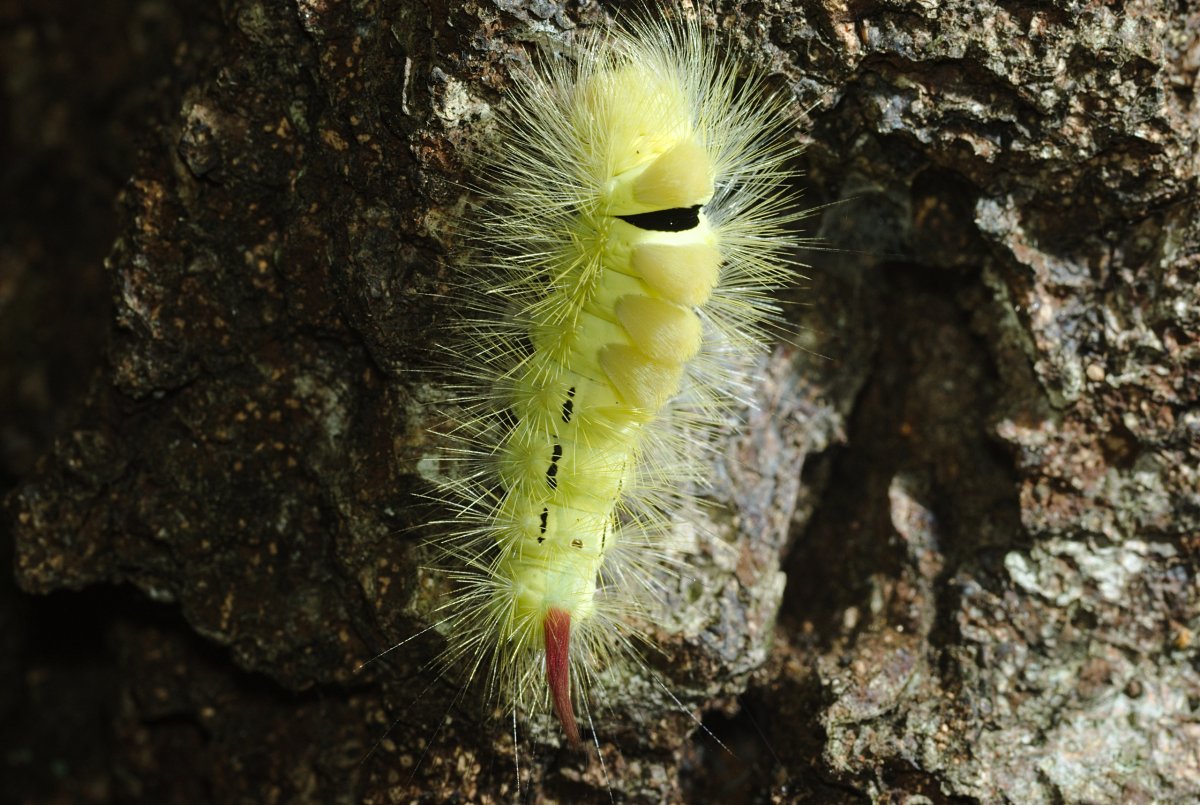 Краснохвост гусеница