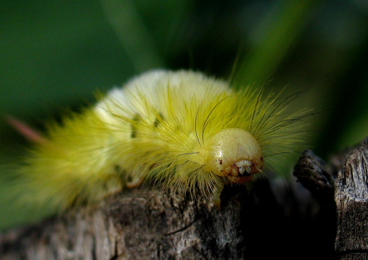 Calliteara pudibunda гусеница