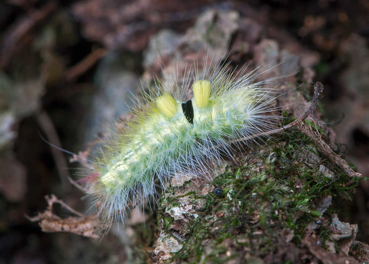 Calliteara pudibunda гусеница
