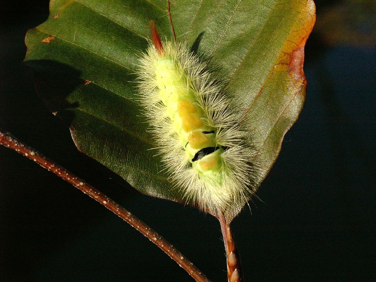 Calliteara pudibunda гусеница
