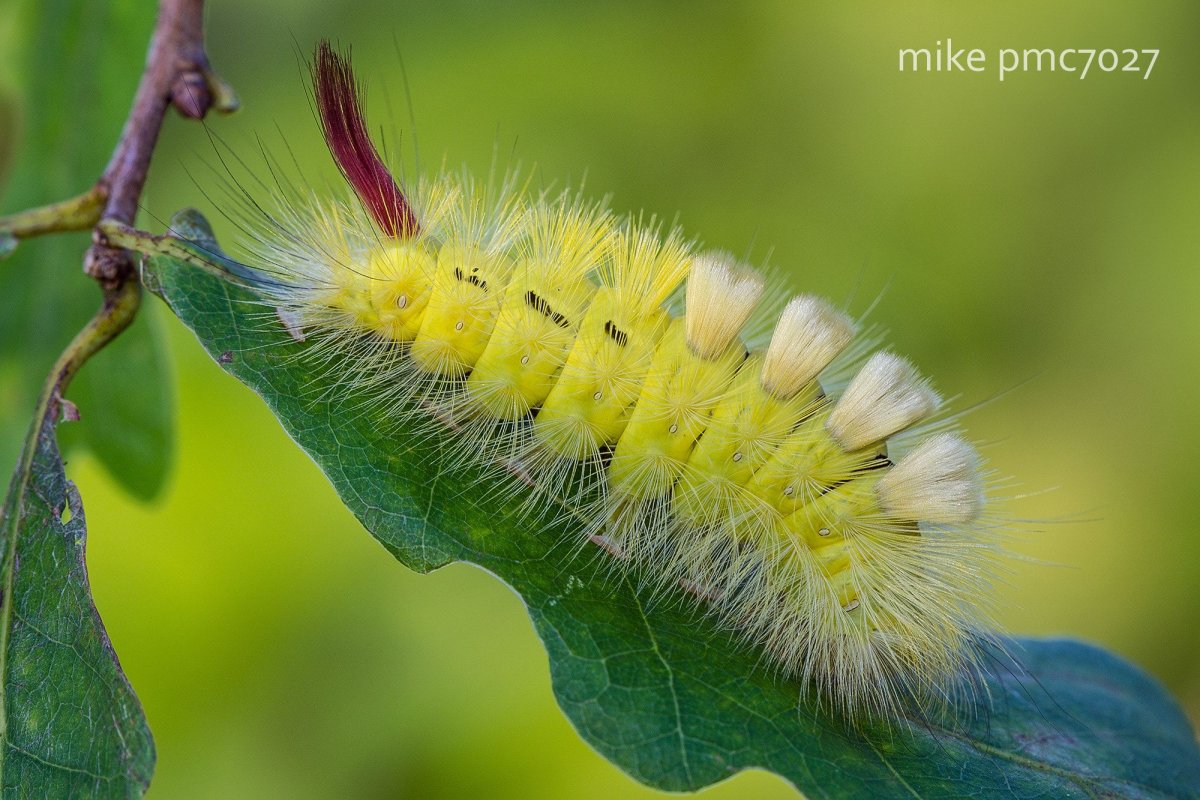Calliteara pudibunda гусеница
