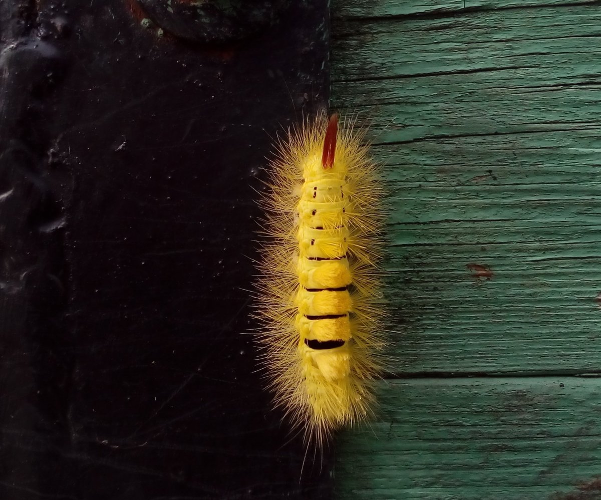 Желтая пушистая гусеница краснохвост