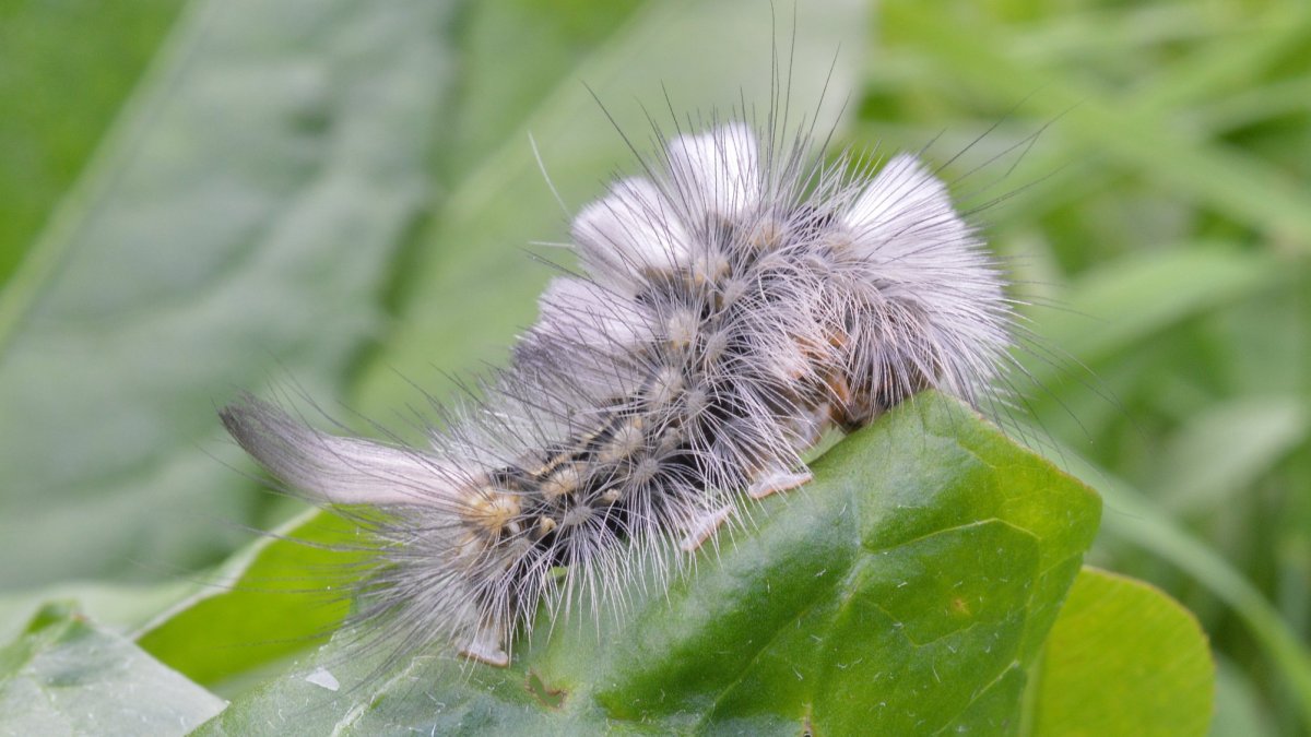 Краснохвост семейства волнянок