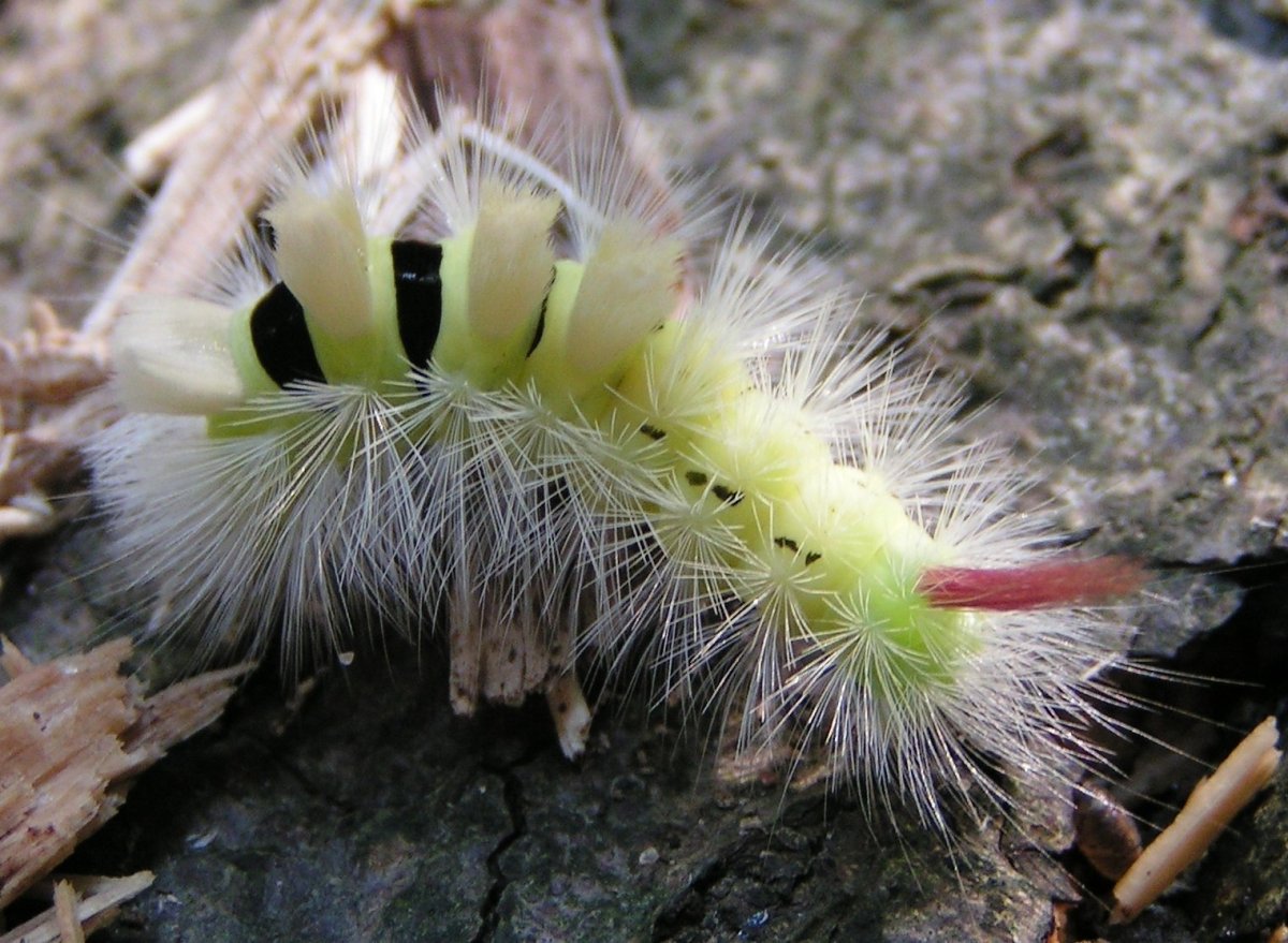 Calliteara pudibunda