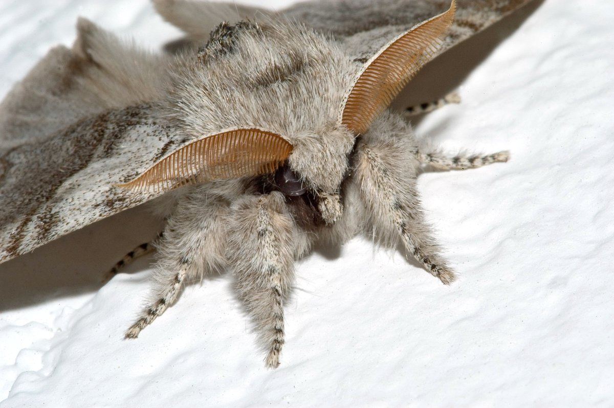 Calliteara pudibunda