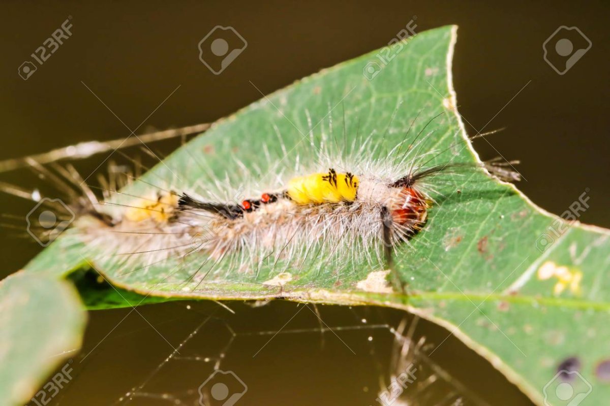 Гусеница краснохвостка ядовитая