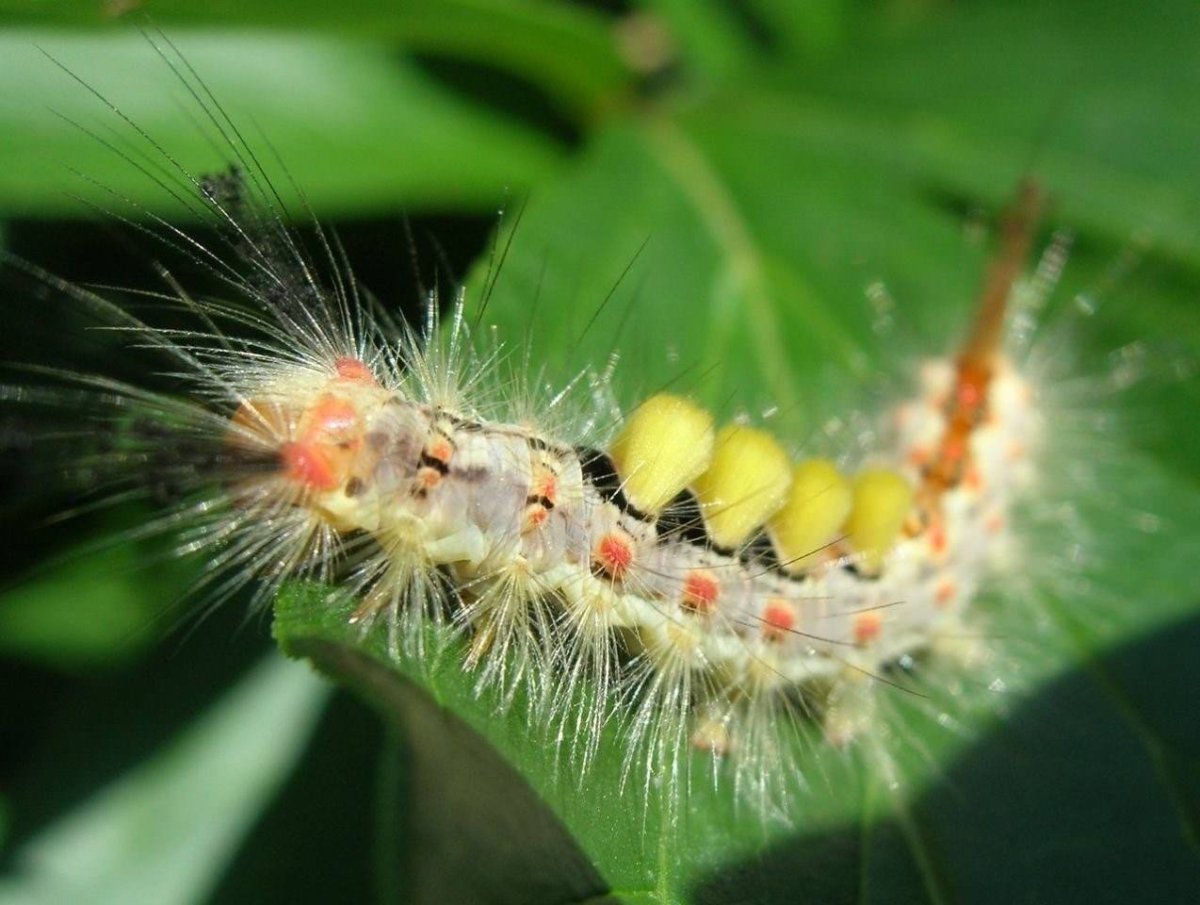 Волнянка античная Orgyia Antiqua