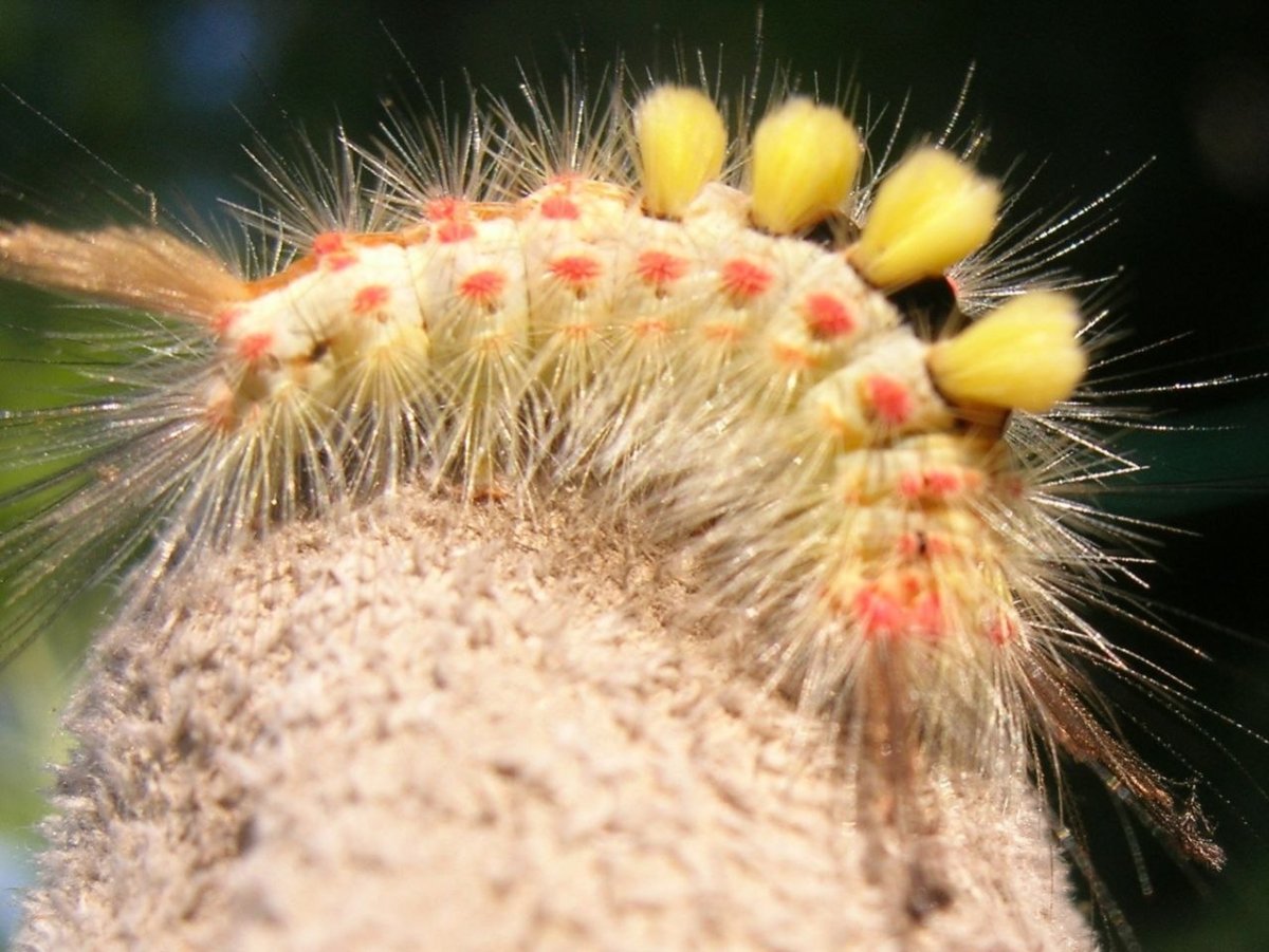 Кистехвост обыкновенный гусеница