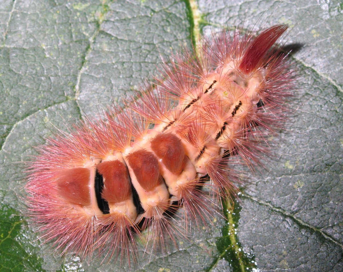 Calliteara pudibunda Шерстолапка стыдливая гусеница