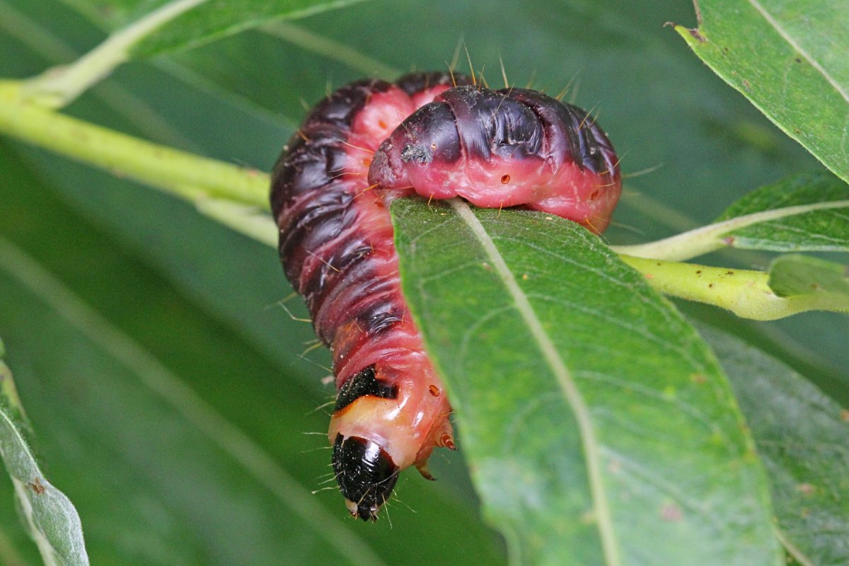 Гусеница жука древоточца бабочка