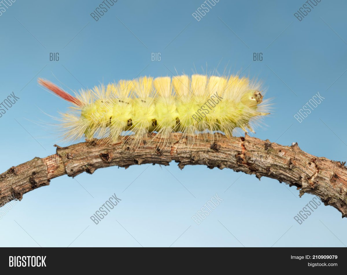 Желтая гусеница горностаевой моли