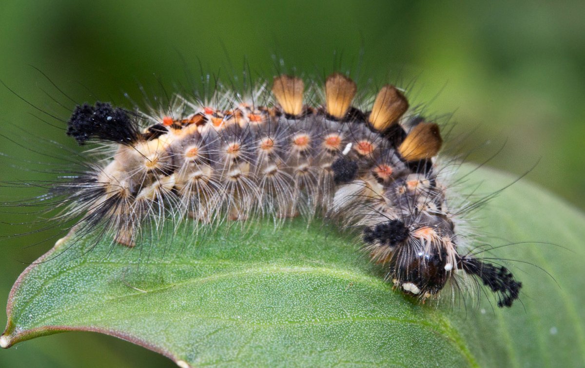 Orgyia Antiqua гусеница