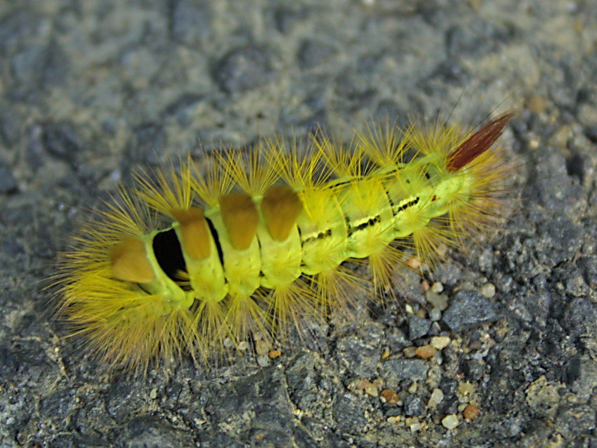 Calliteara pudibunda гусеница