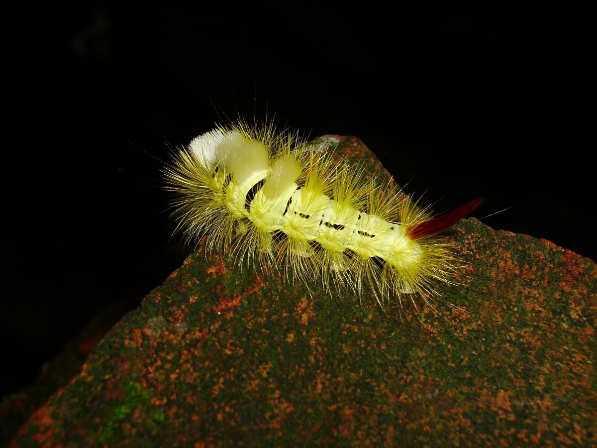 Calliteara pudibunda гусеница