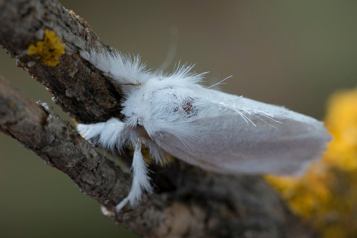 Волнянка краснохвост