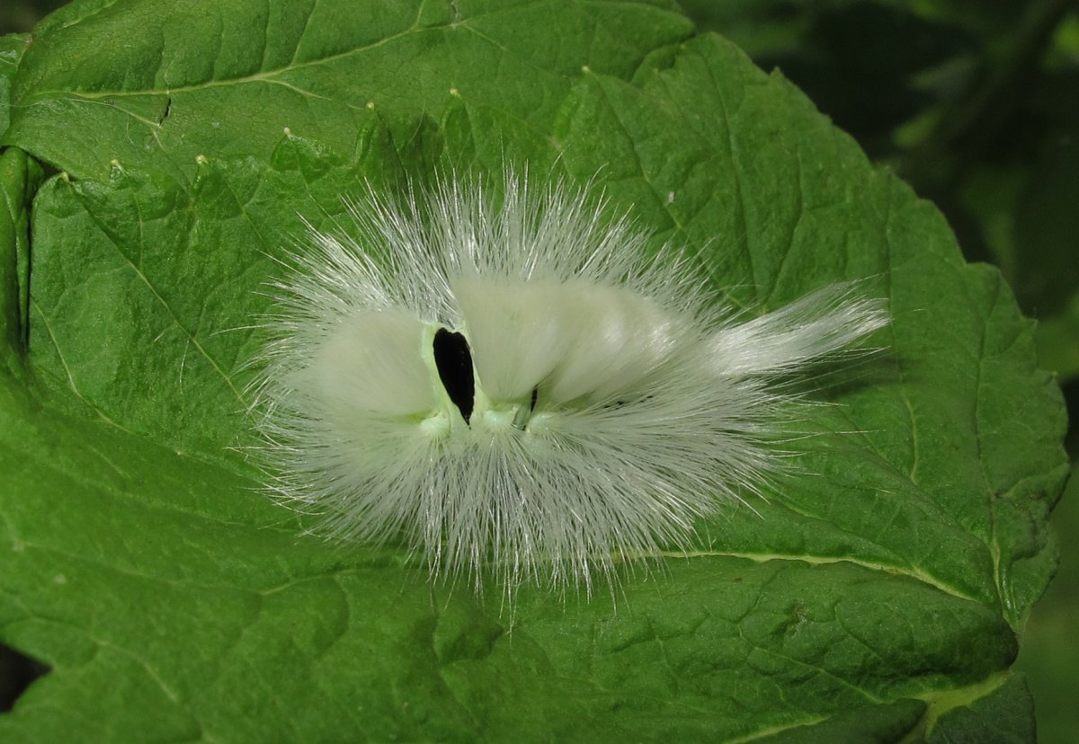 Шерстолапка стыдливая краснохвост