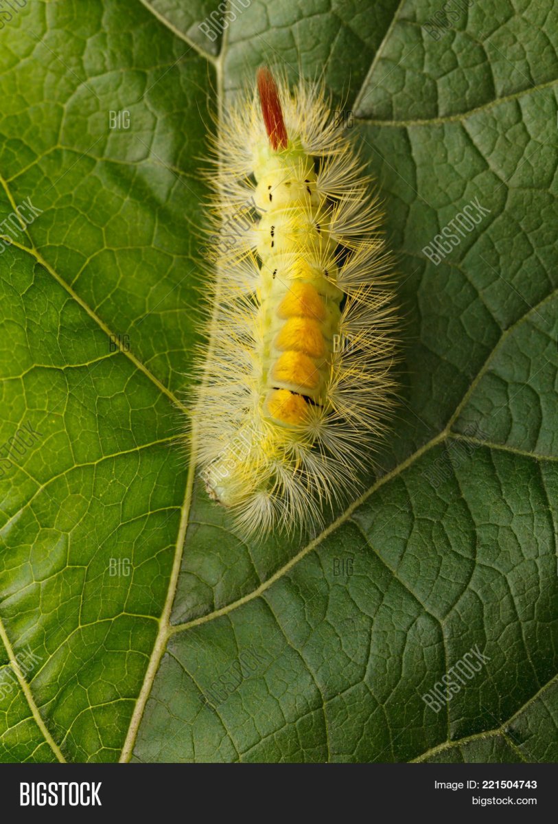 Calliteara pudibunda гусеница