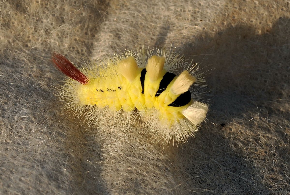 Волнянка краснохвост