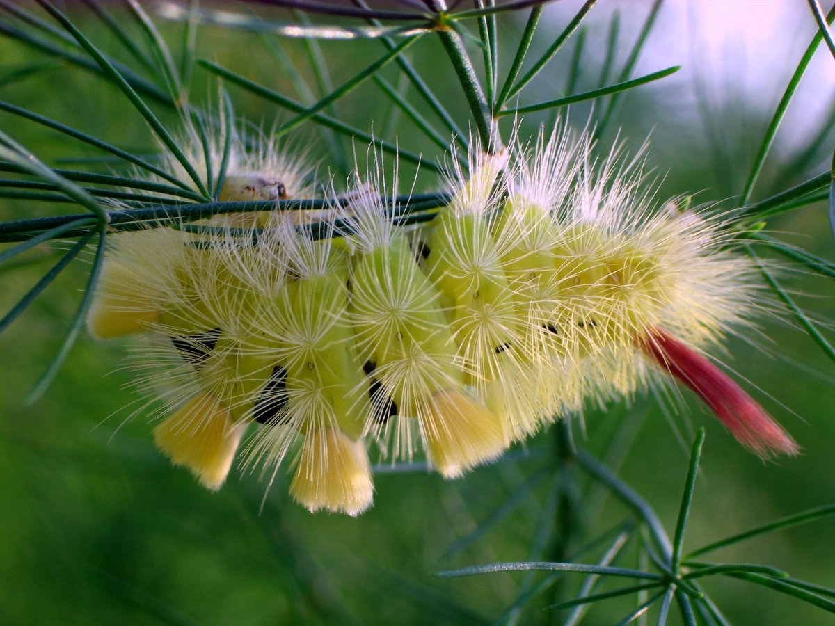 Гусеница волнянка краснохвост